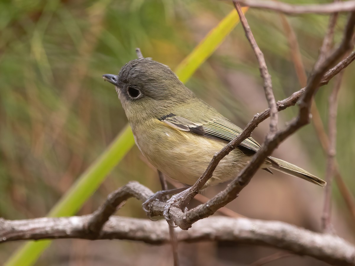 Green Shrike-Babbler - Sathyan Meppayur