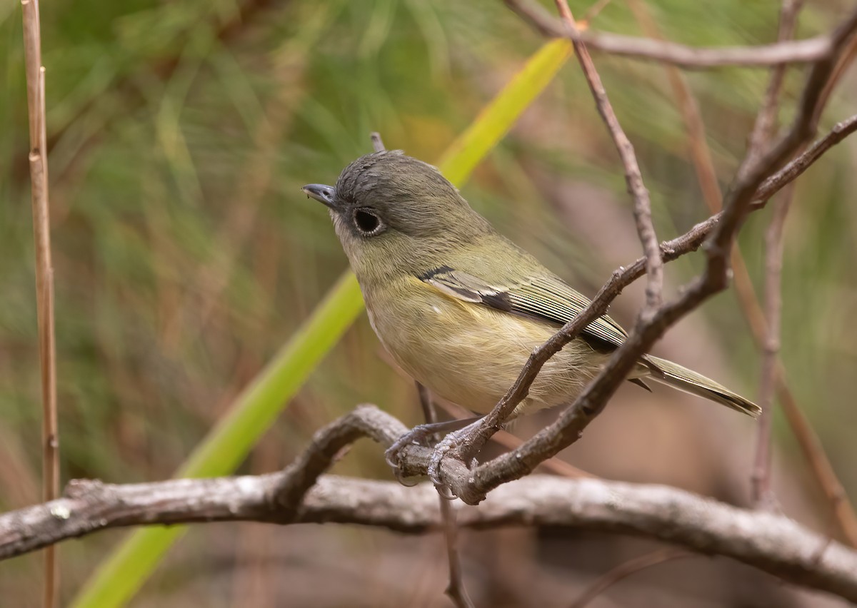 Green Shrike-Babbler - Sathyan Meppayur