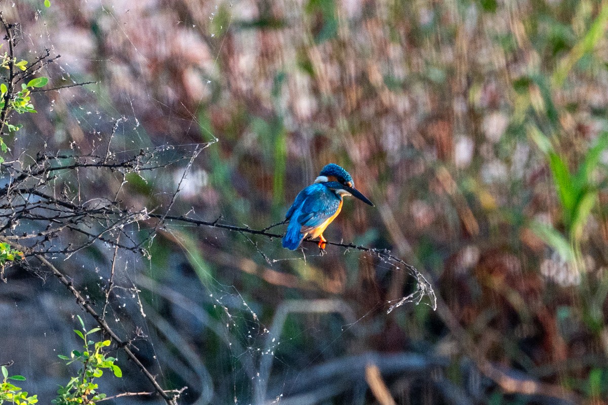 Common Kingfisher - ML590224491