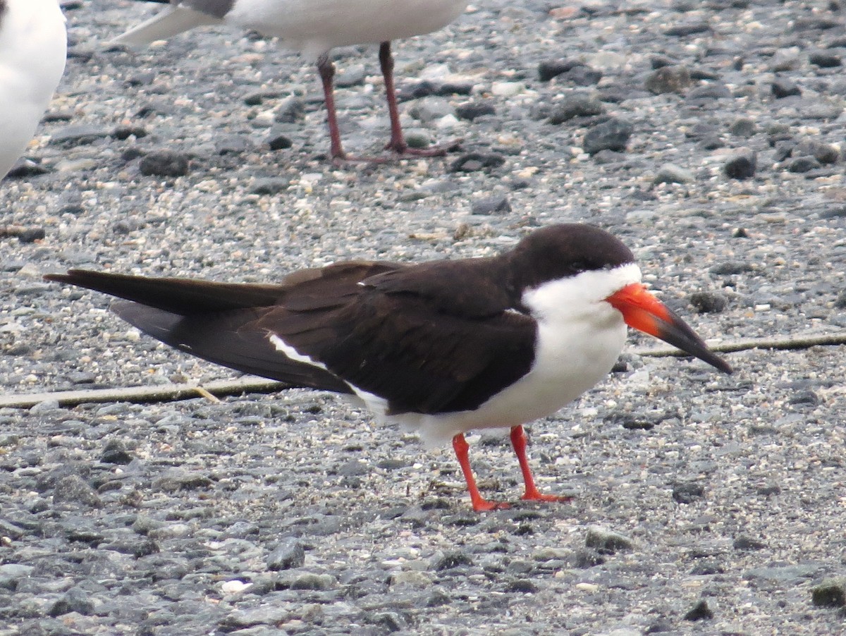 Black Skimmer - ML59022521