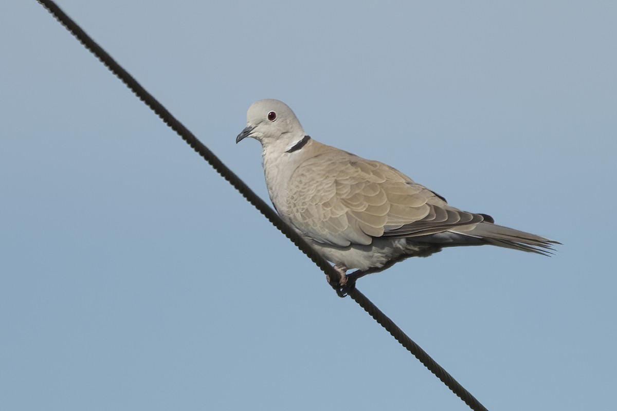 Eurasian Collared-Dove - Ravi Jesudas