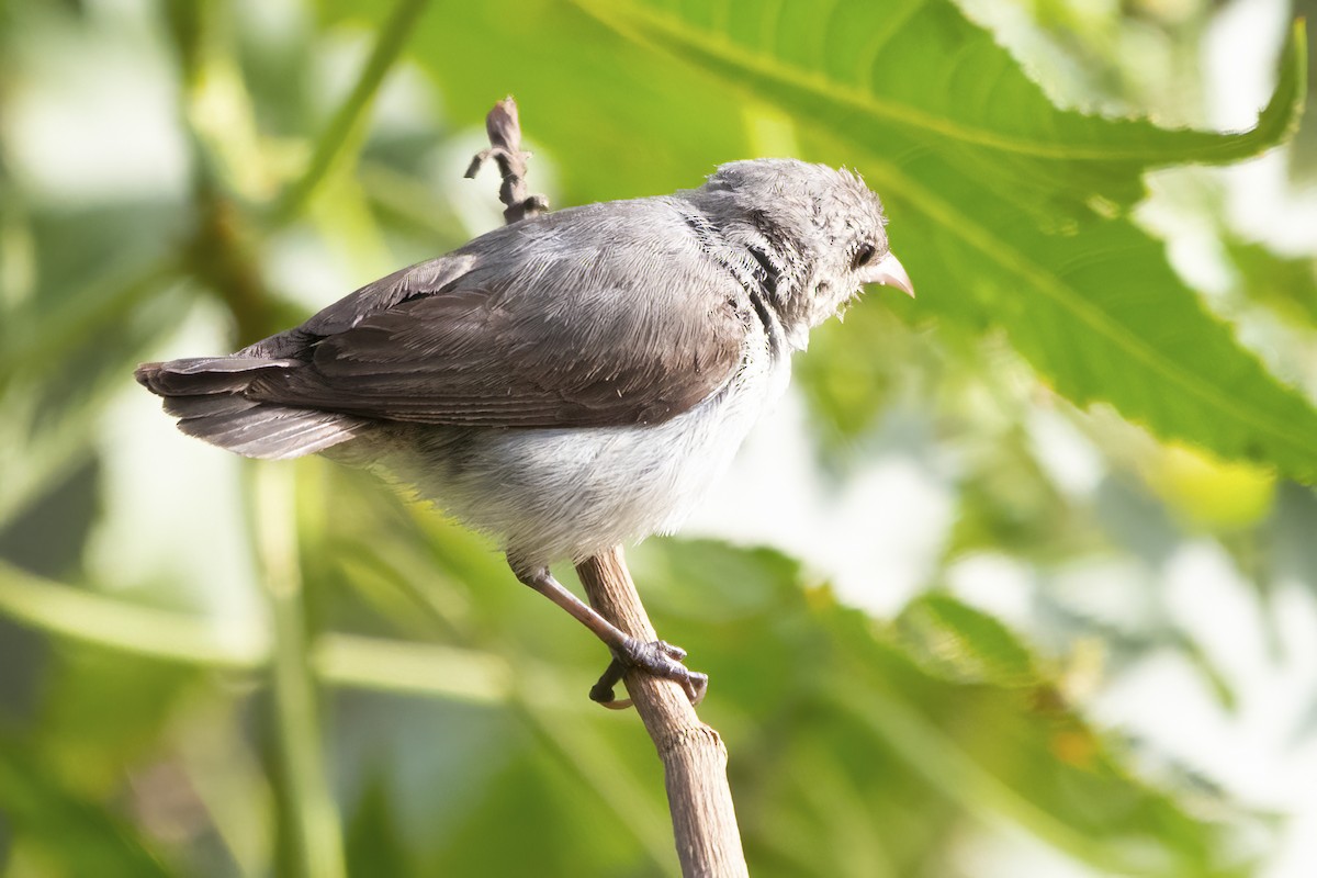 Pale-billed Flowerpecker - Ravi Jesudas