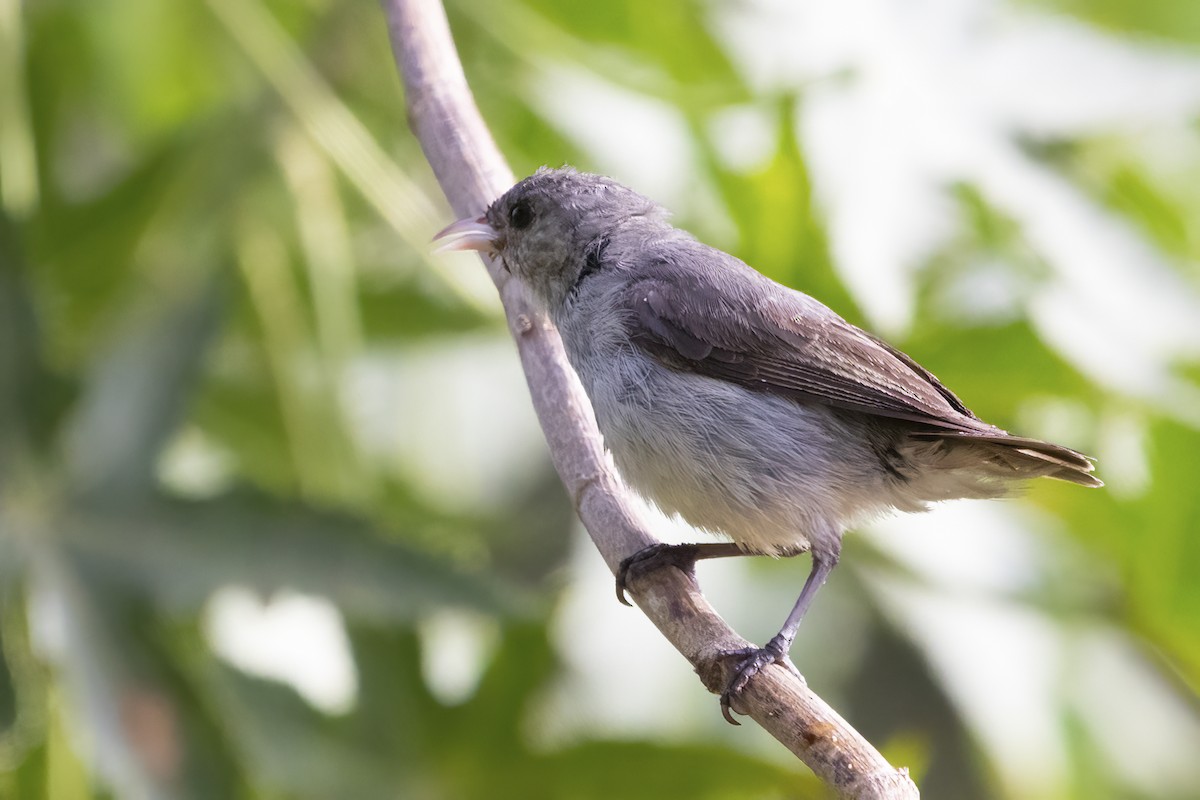 Pale-billed Flowerpecker - Ravi Jesudas