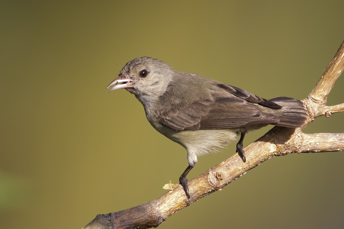 Pale-billed Flowerpecker - Ravi Jesudas