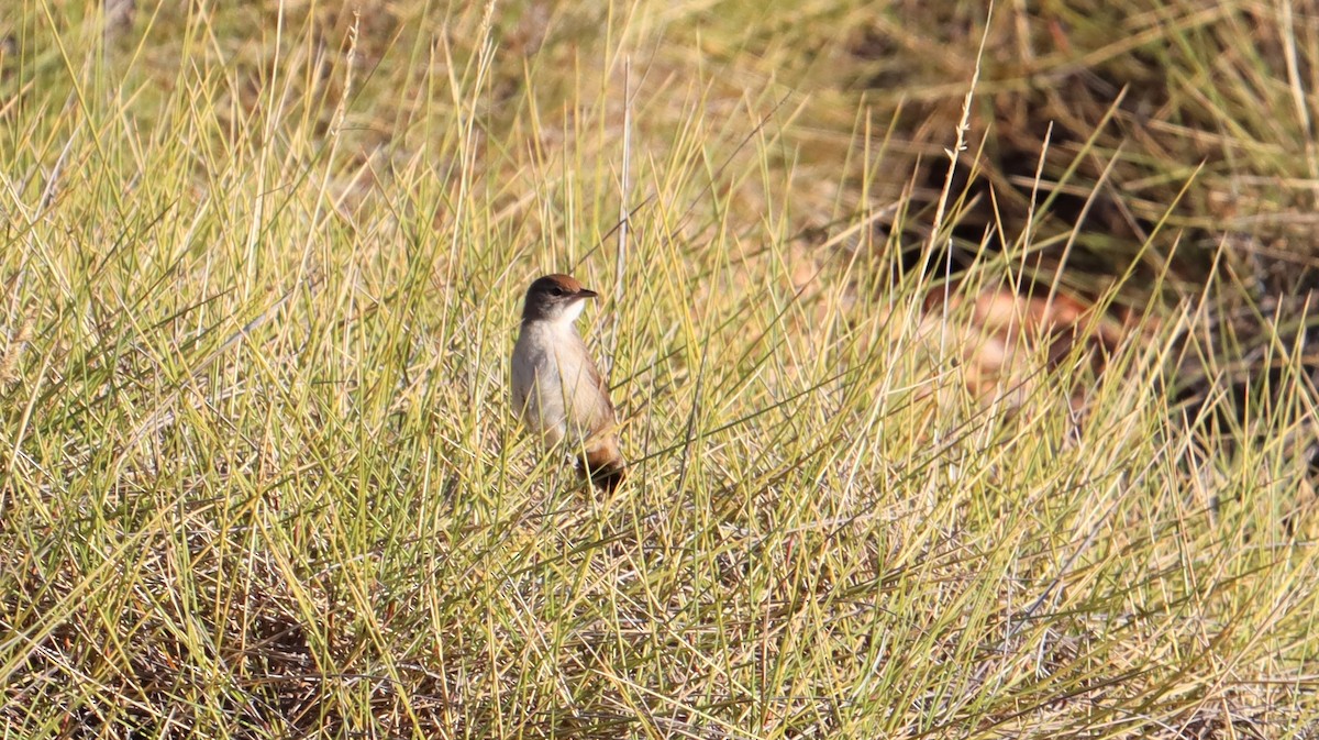 Spinifexbird - ML590226091