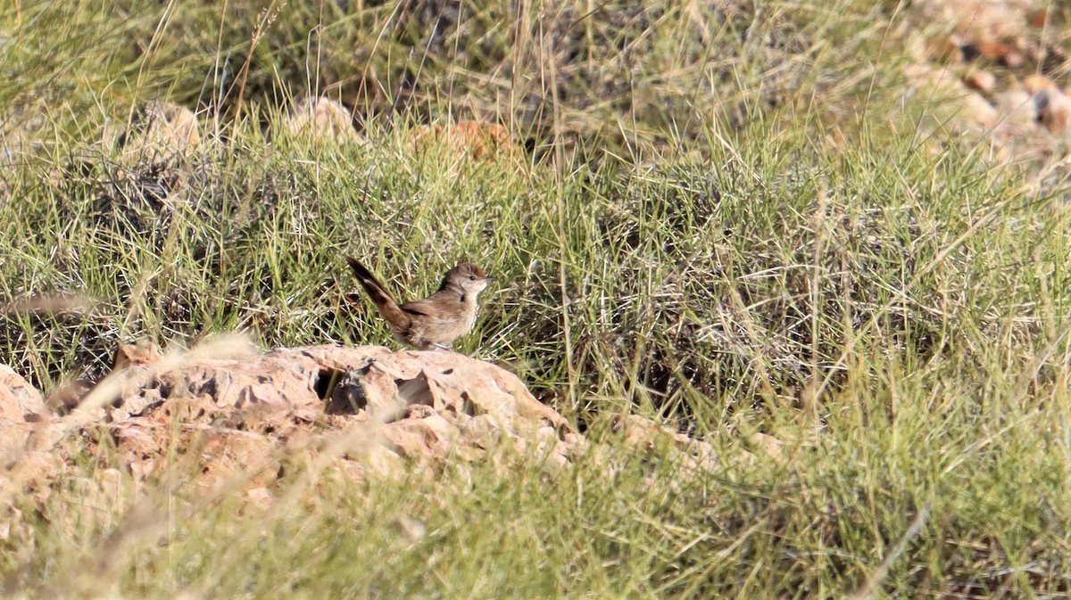 Spinifexbird - ML590226101