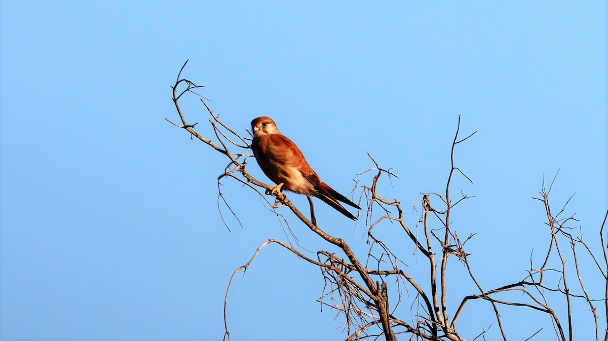 Nankeen Kestrel - ML590226111