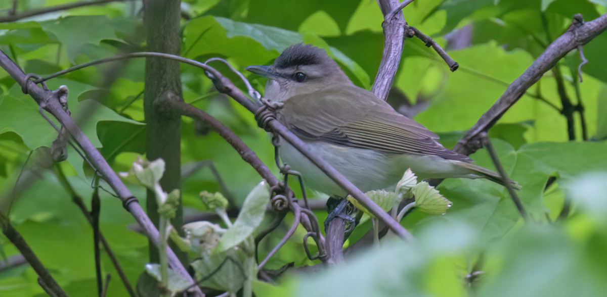 rødøyevireo - ML590226121