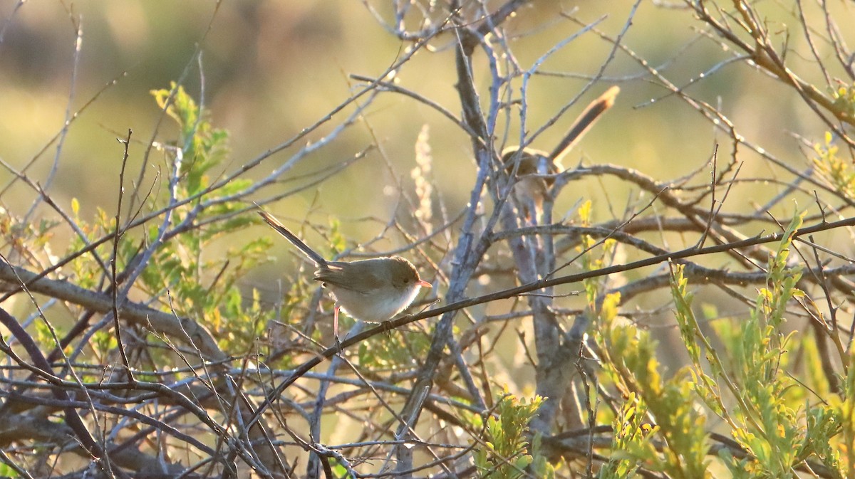 White-winged Fairywren (Black-and-white) - ML590226491