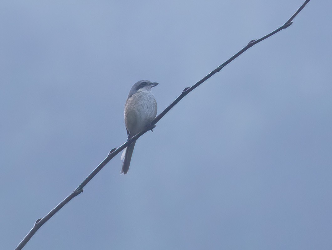 Gray-backed Shrike - Sathyan Meppayur