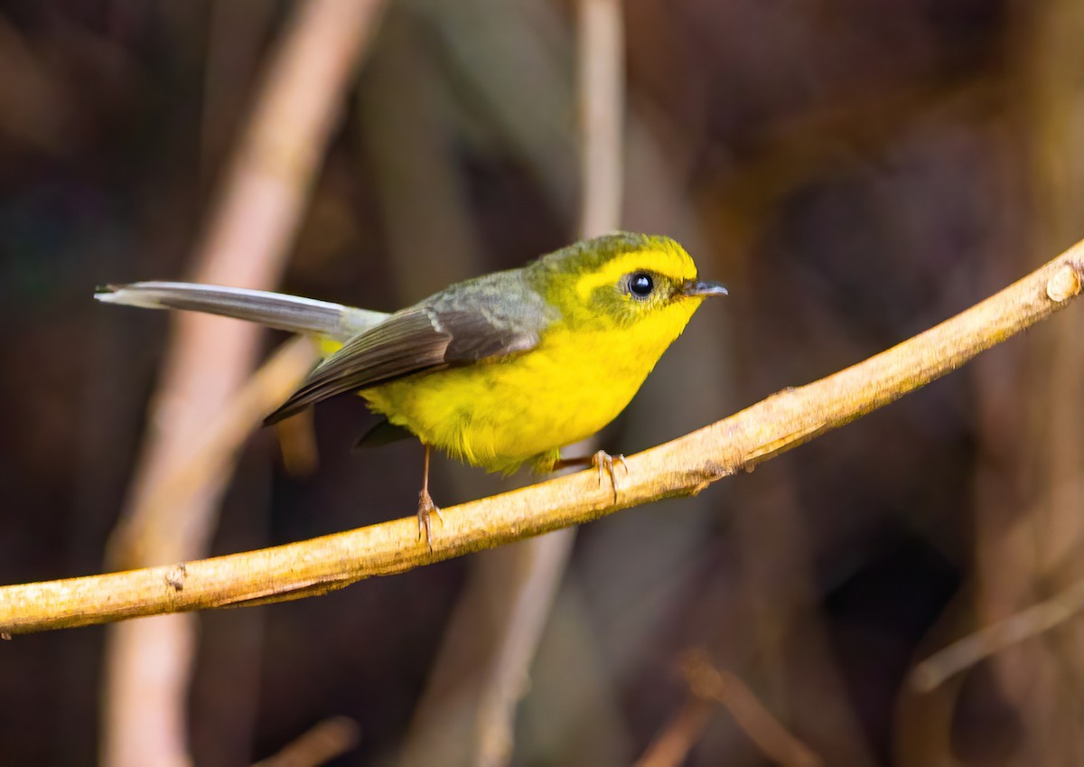 Yellow-bellied Fairy-Fantail - ML590228231