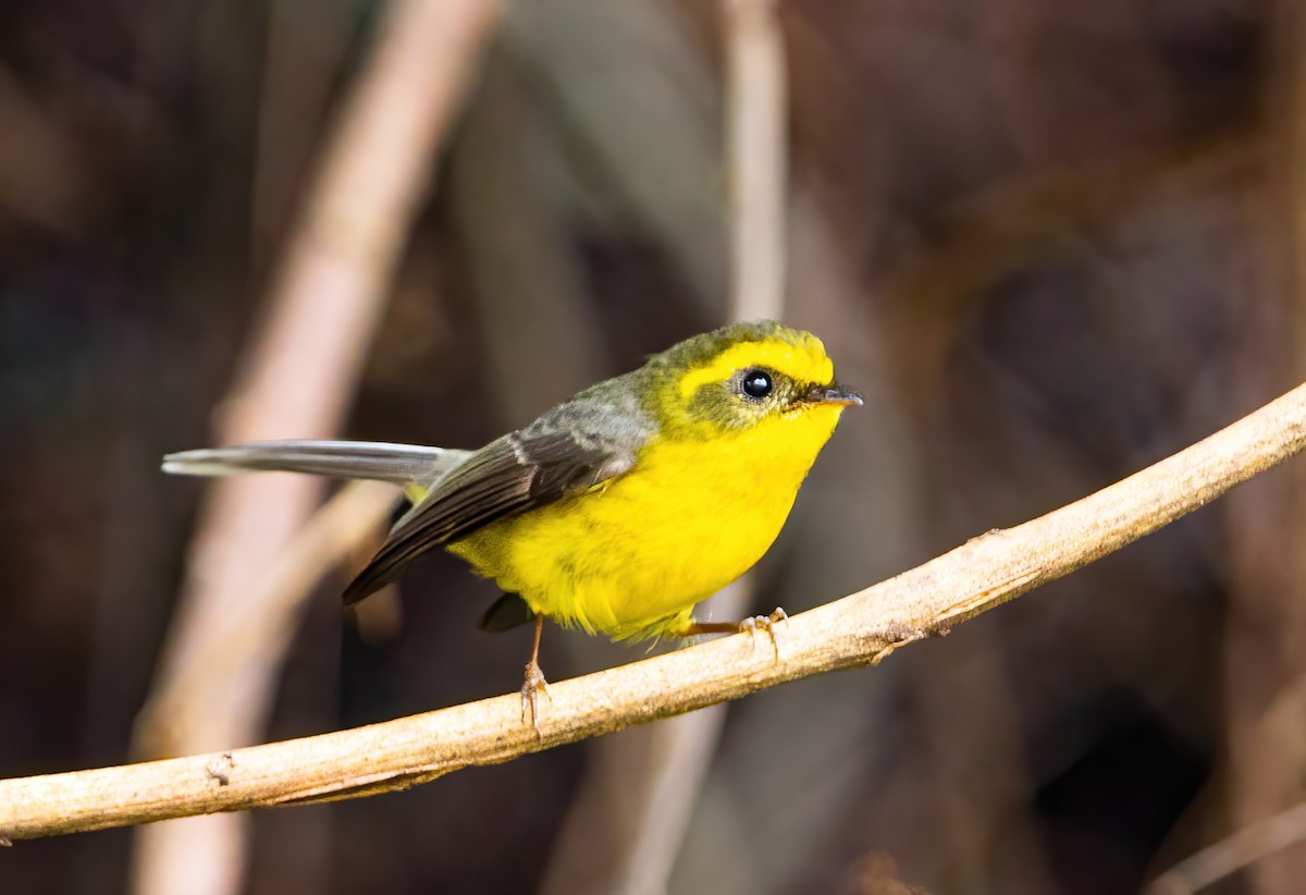 Yellow-bellied Fairy-Fantail - ML590228241