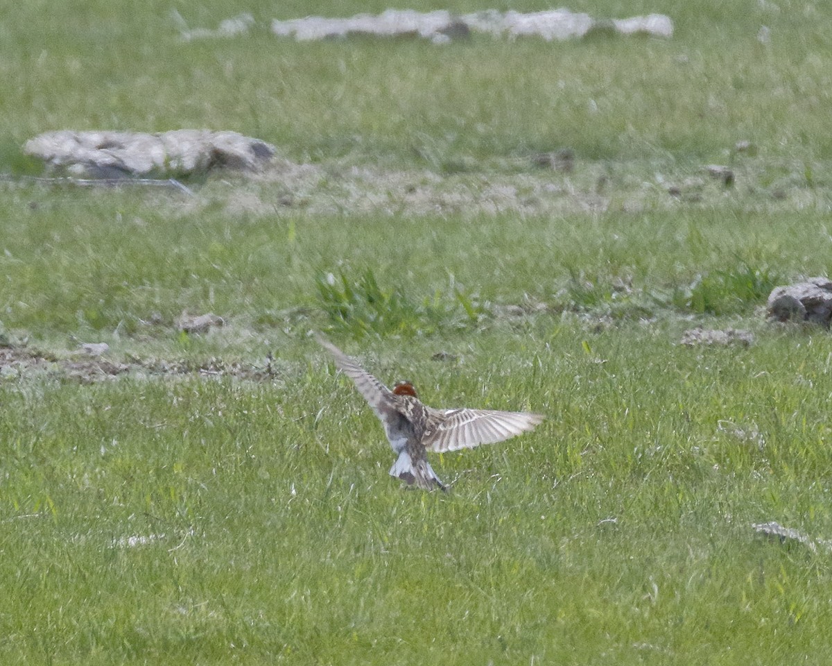 Chestnut-collared Longspur - ML59022831