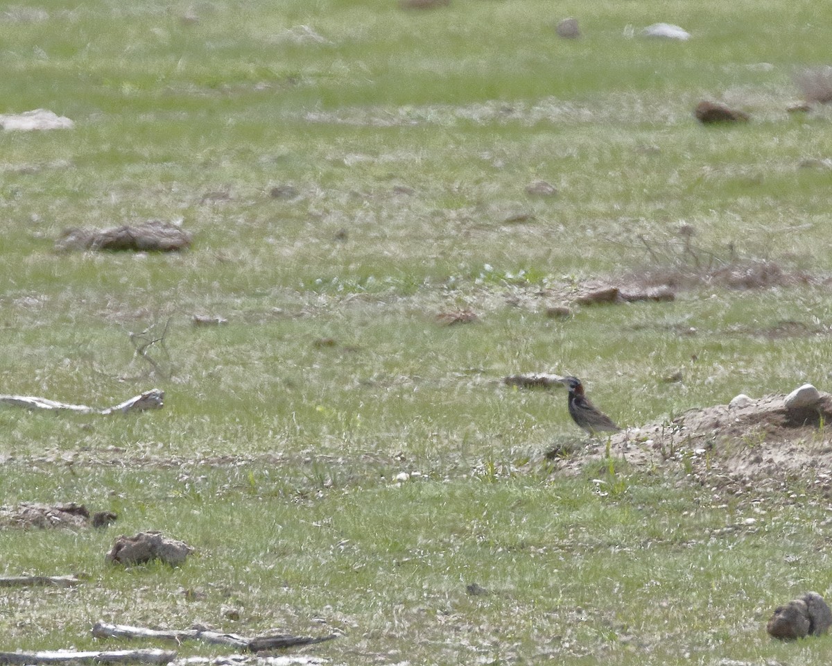Chestnut-collared Longspur - ML59022841