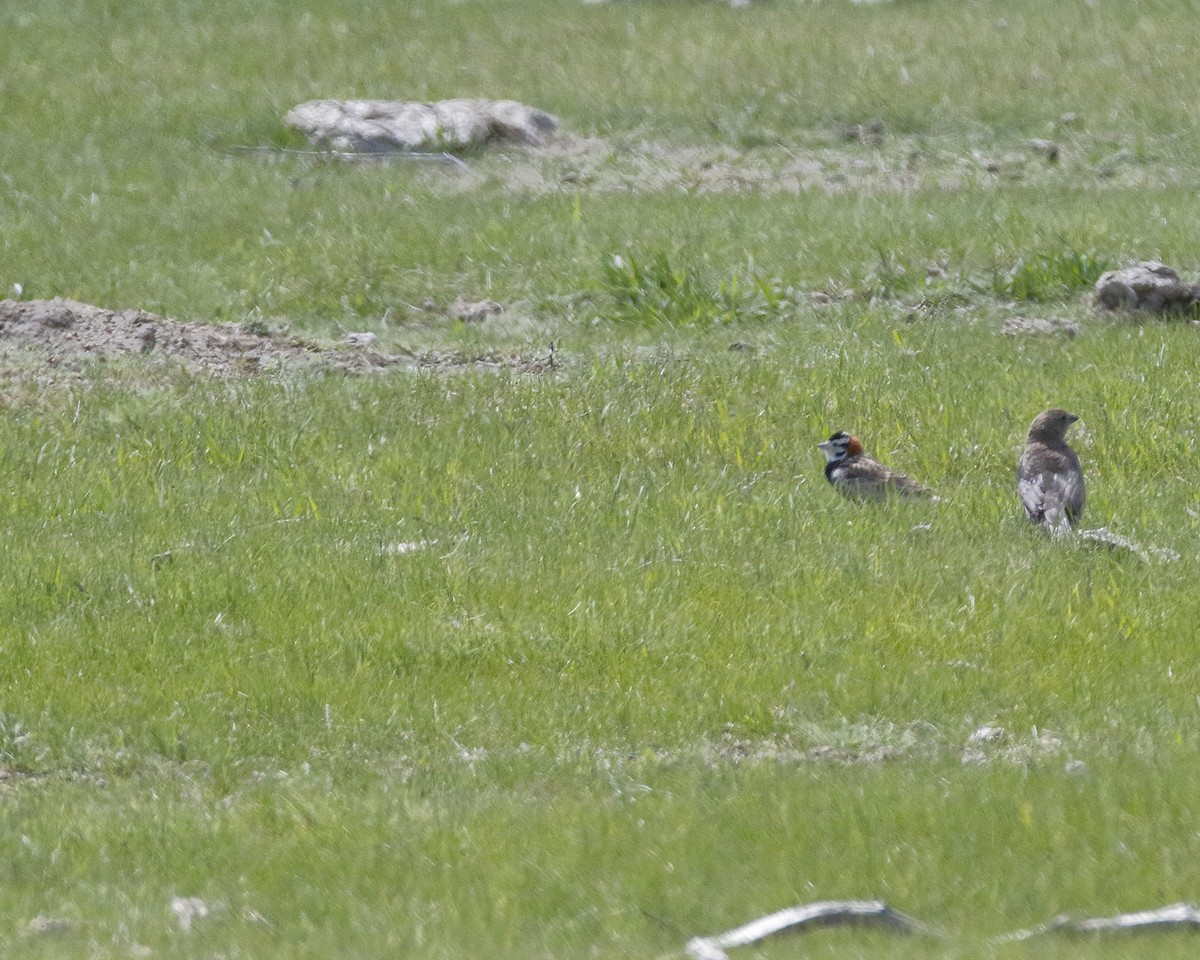 Chestnut-collared Longspur - ML59022861