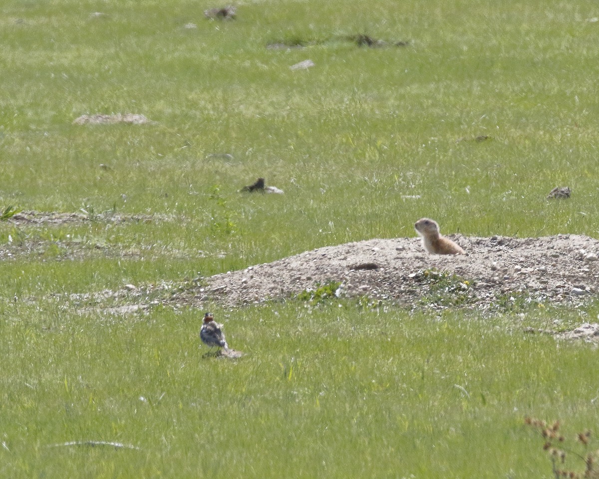 Chestnut-collared Longspur - ML59022881