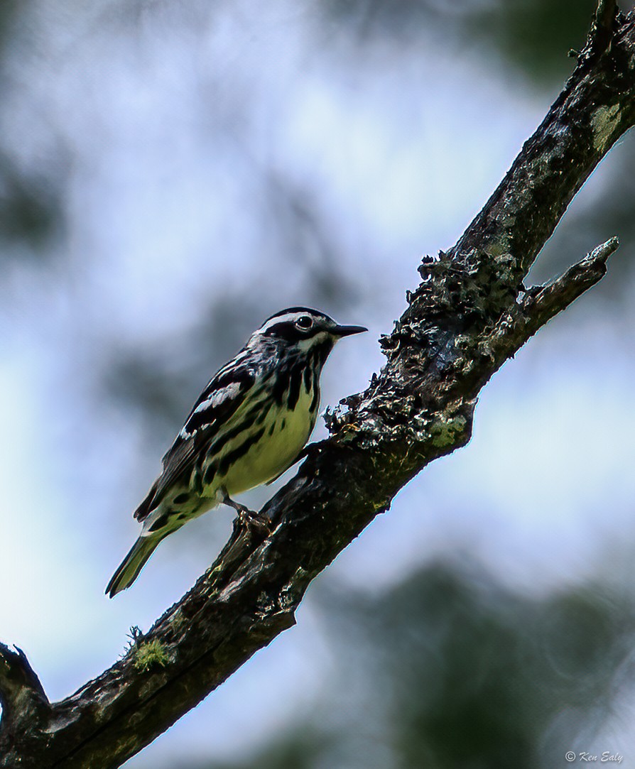 Black-and-white Warbler - ML590229611