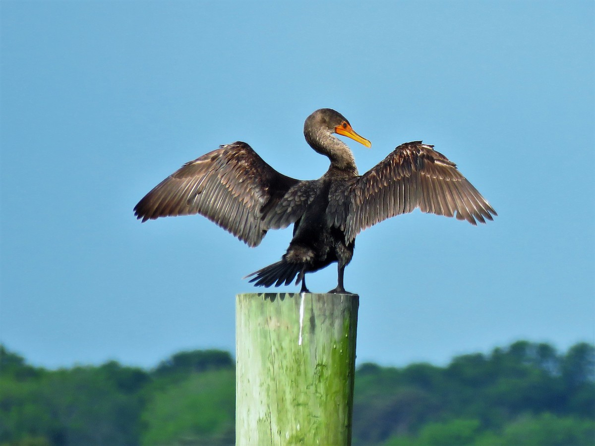 Cormoran à aigrettes - ML59023101