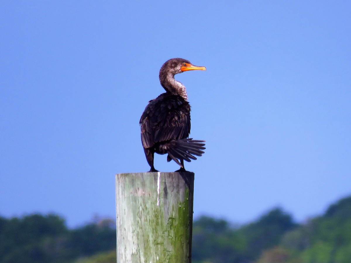 Cormoran à aigrettes - ML59023111