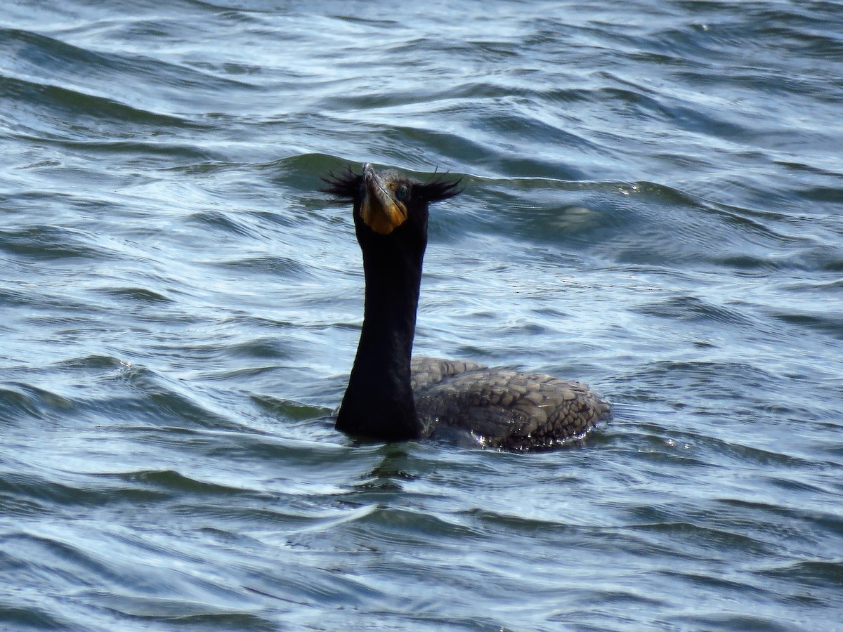 Cormoran à aigrettes - ML59023121