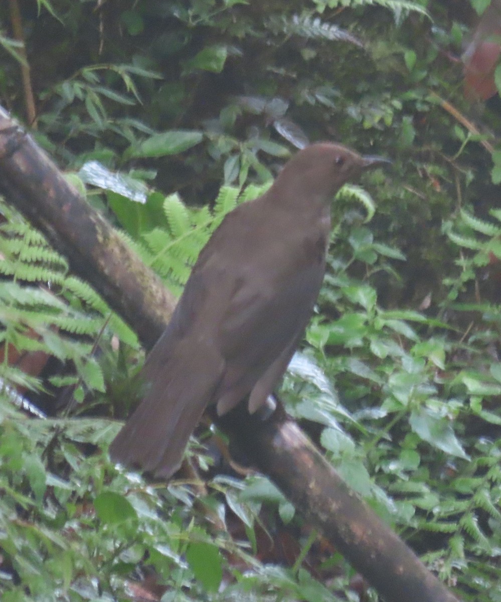 Mountain Thrush - ML590231241