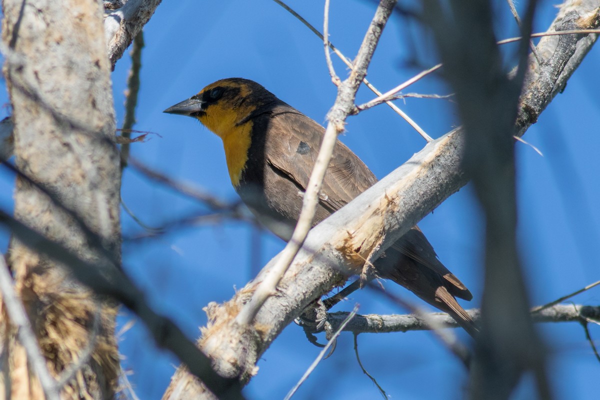 Yellow-headed Blackbird - Kris Perlberg