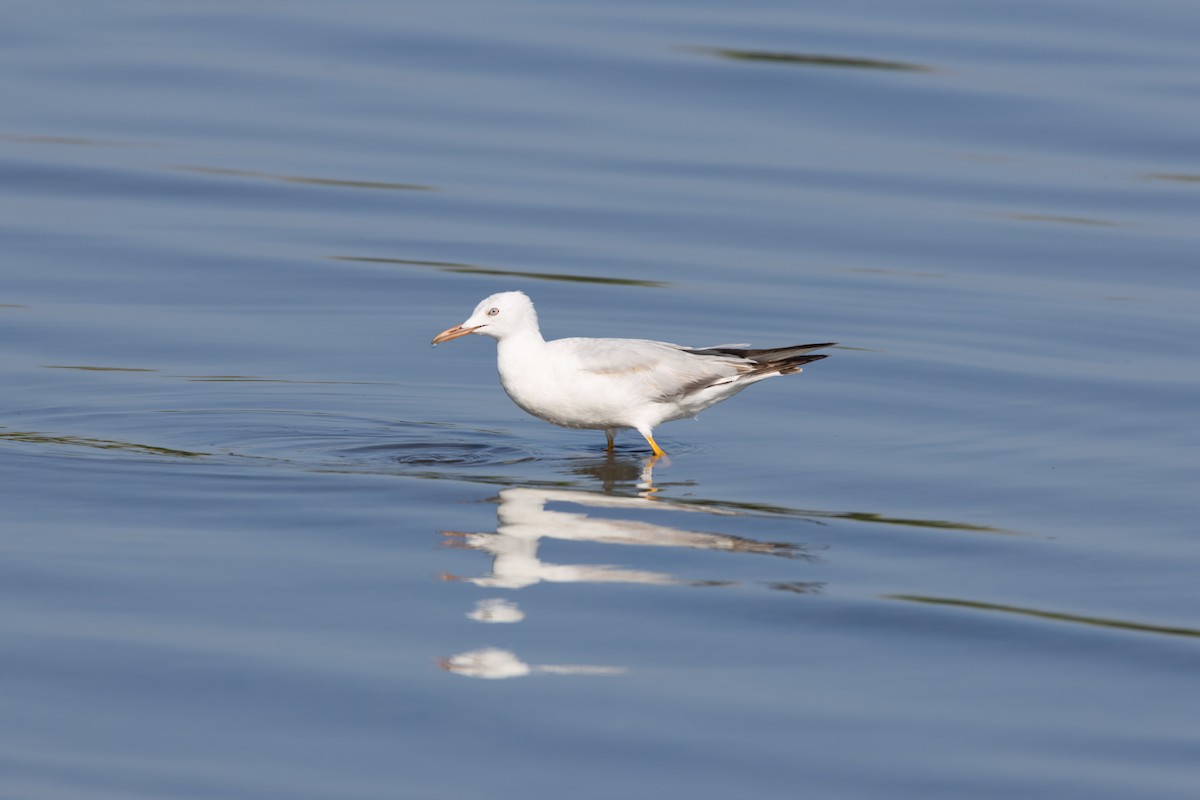 Slender-billed Gull - ML590231901