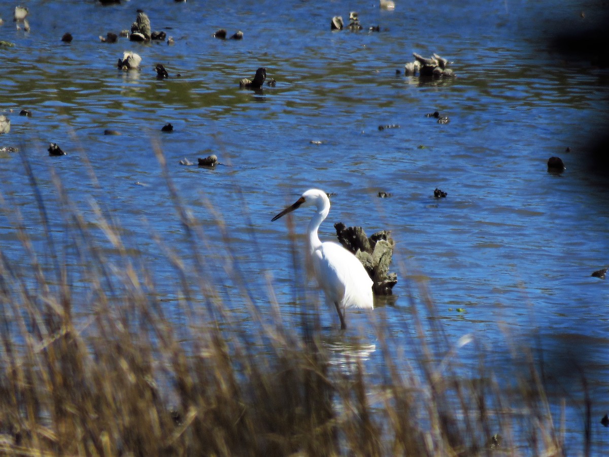 Snowy Egret - ML59023211