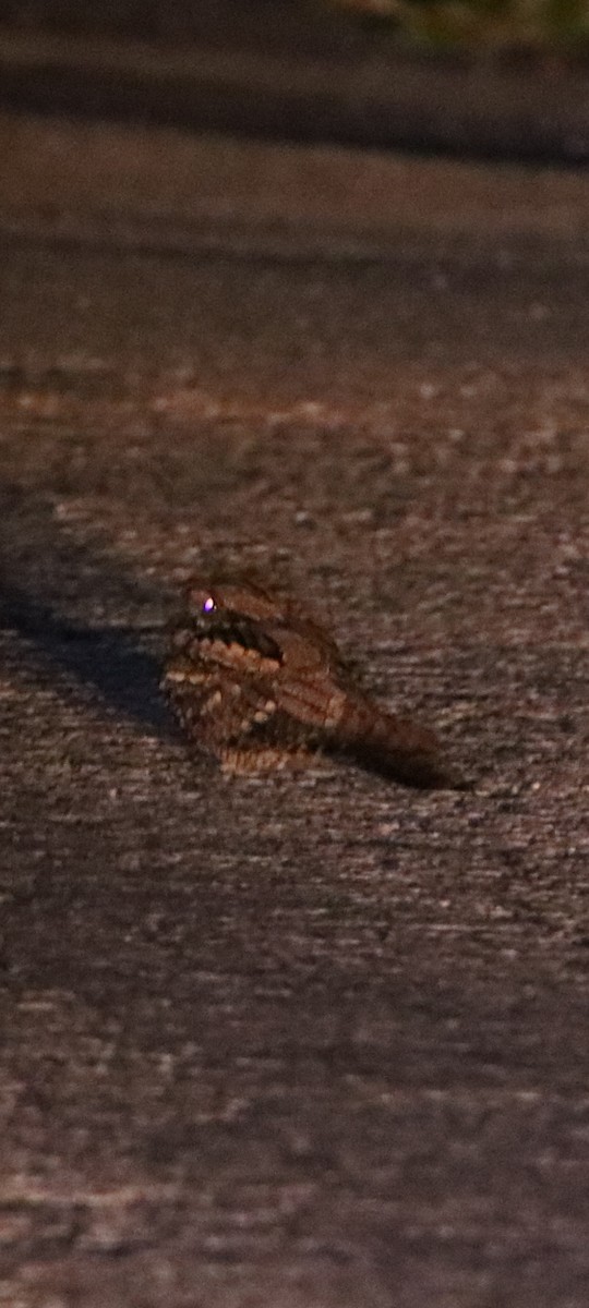 Eurasian Nightjar - ML590232311