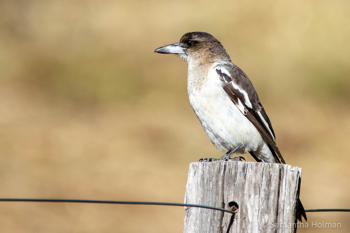 Gray Butcherbird - John Gibbon