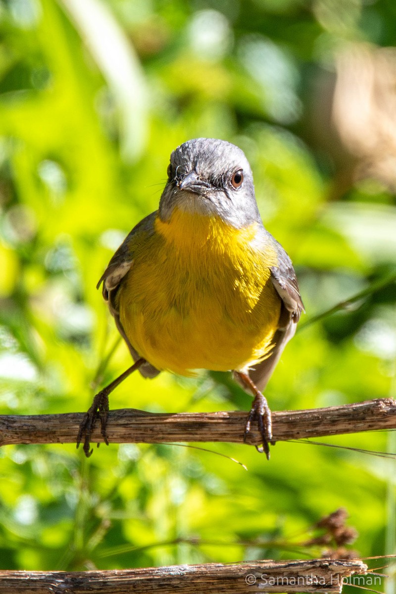 Eastern Yellow Robin - John Gibbon