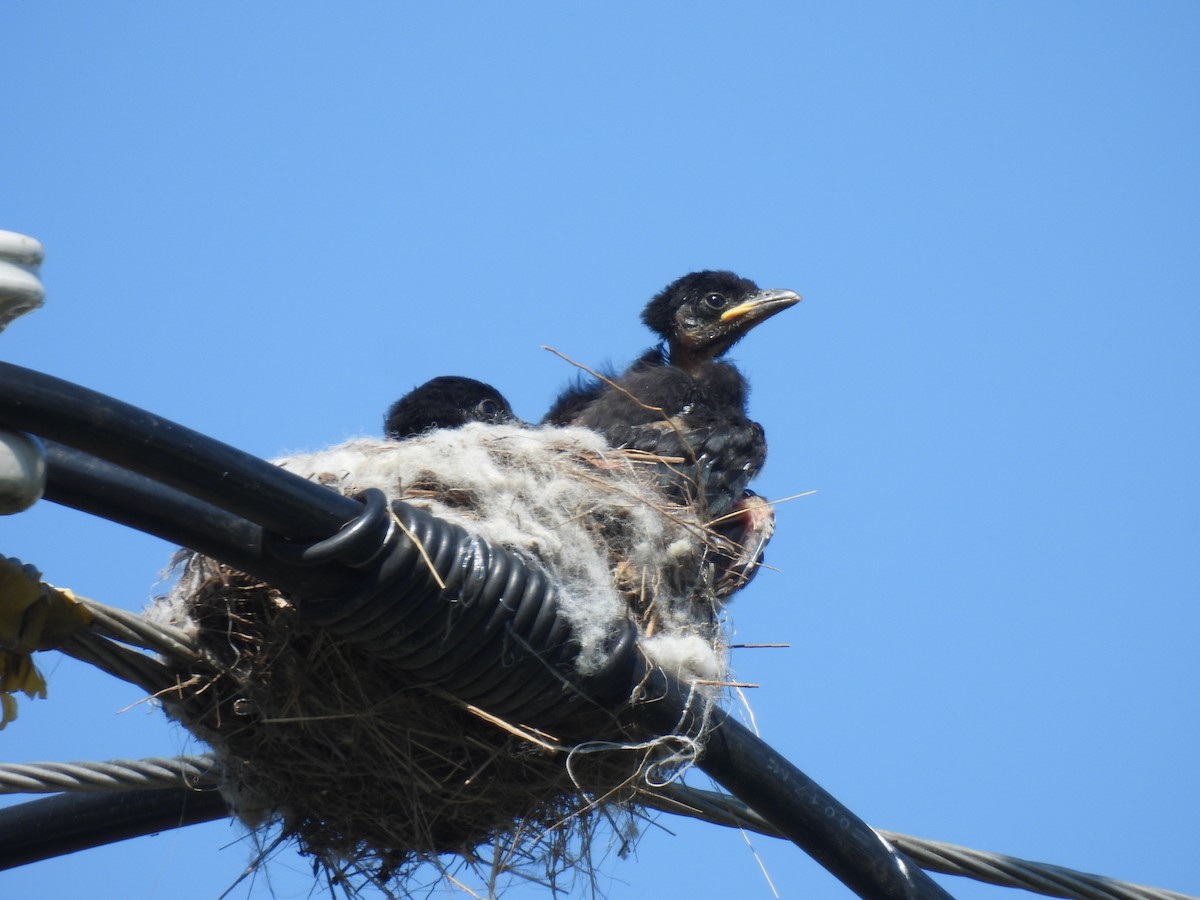 Kara Drongo - ML590232491