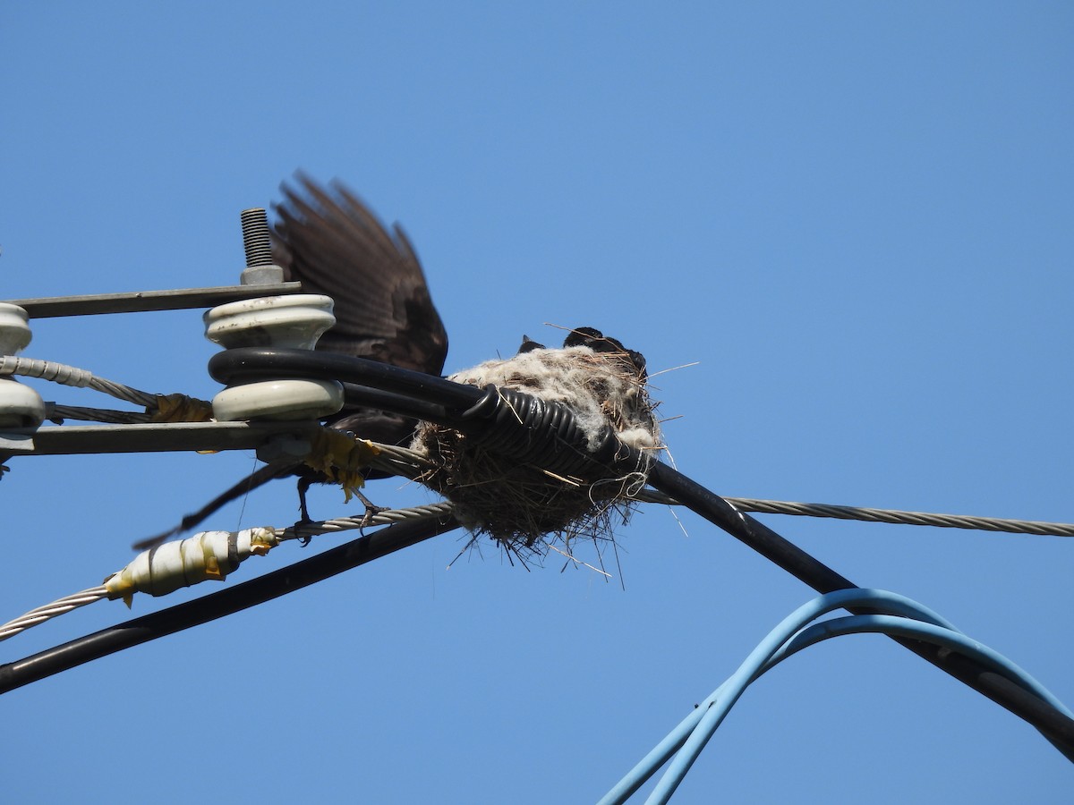 Black Drongo - Chen Jia Hong