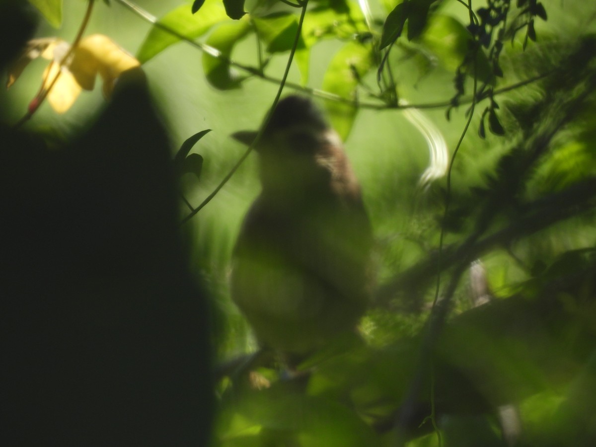 White-browed Laughingthrush - ML590232541