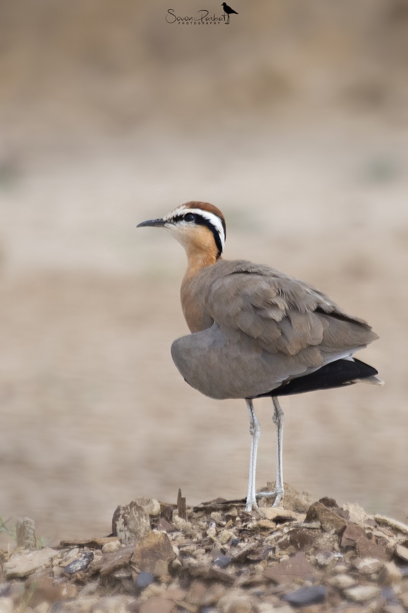 Indian Courser - ML590232731