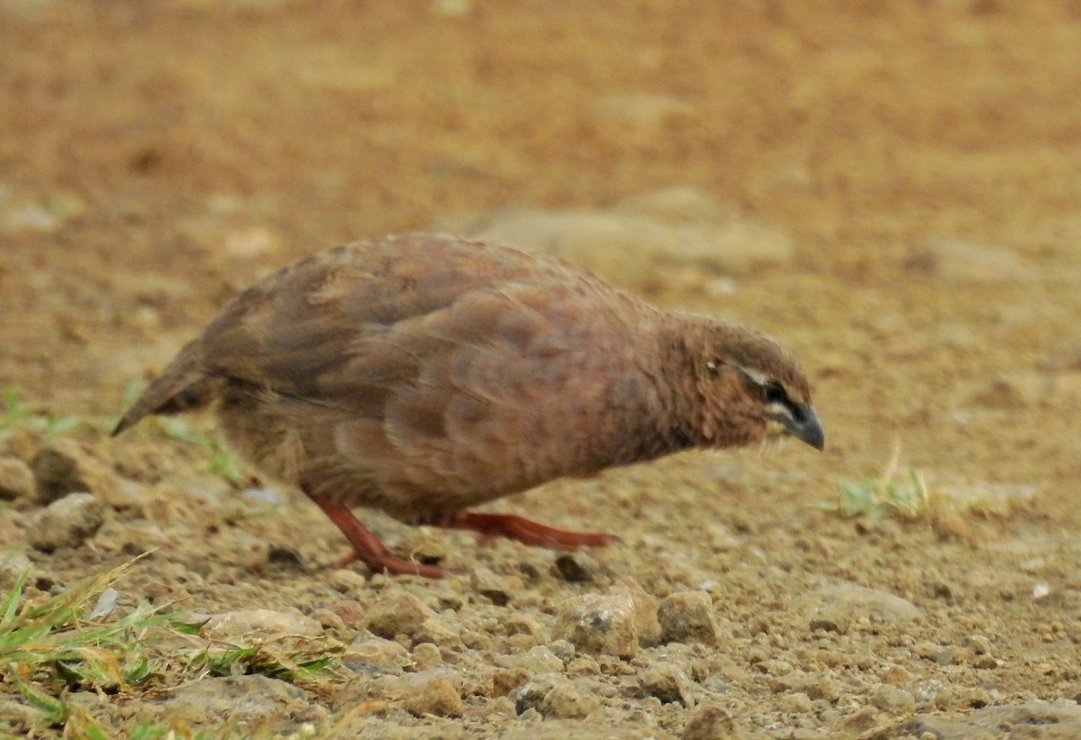 Rock Bush-Quail - Abhijeet Rasal