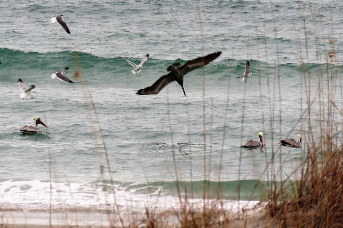 Laughing Gull - Anonymous