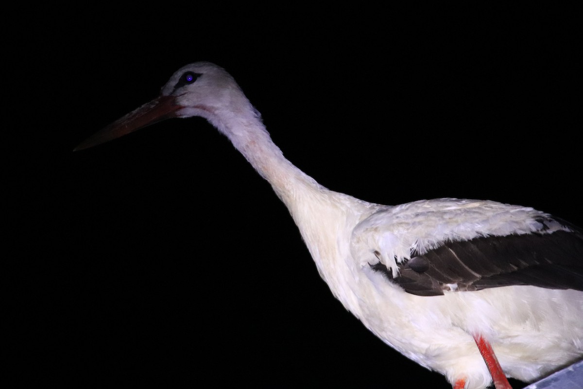 White Stork - ML590233101