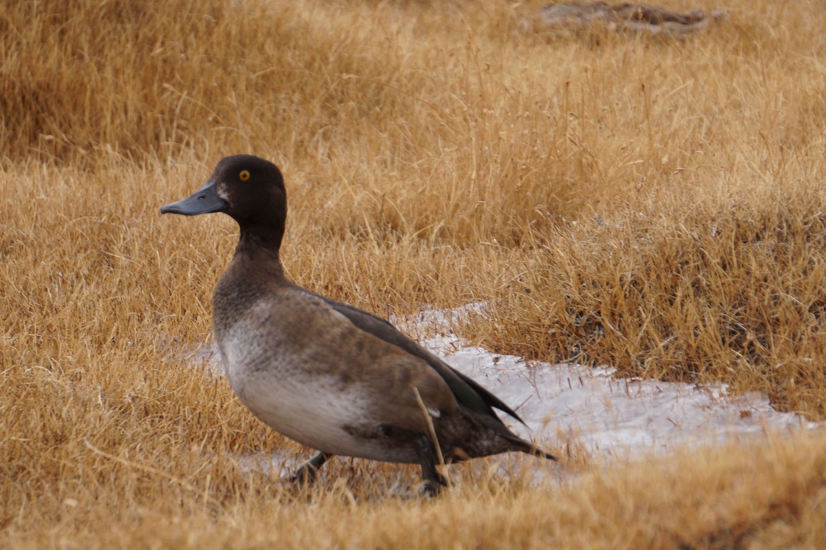 Greater Scaup - ML590233211