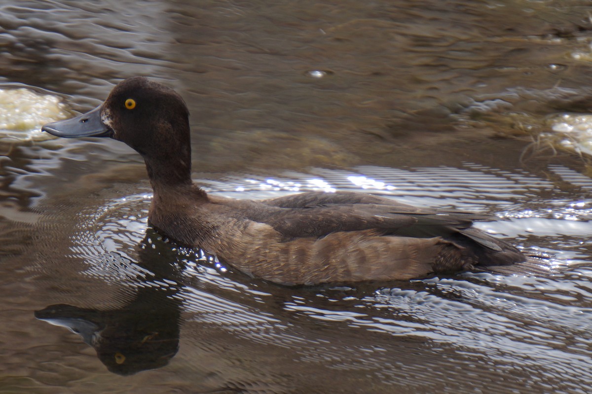 Greater Scaup - ML590233231