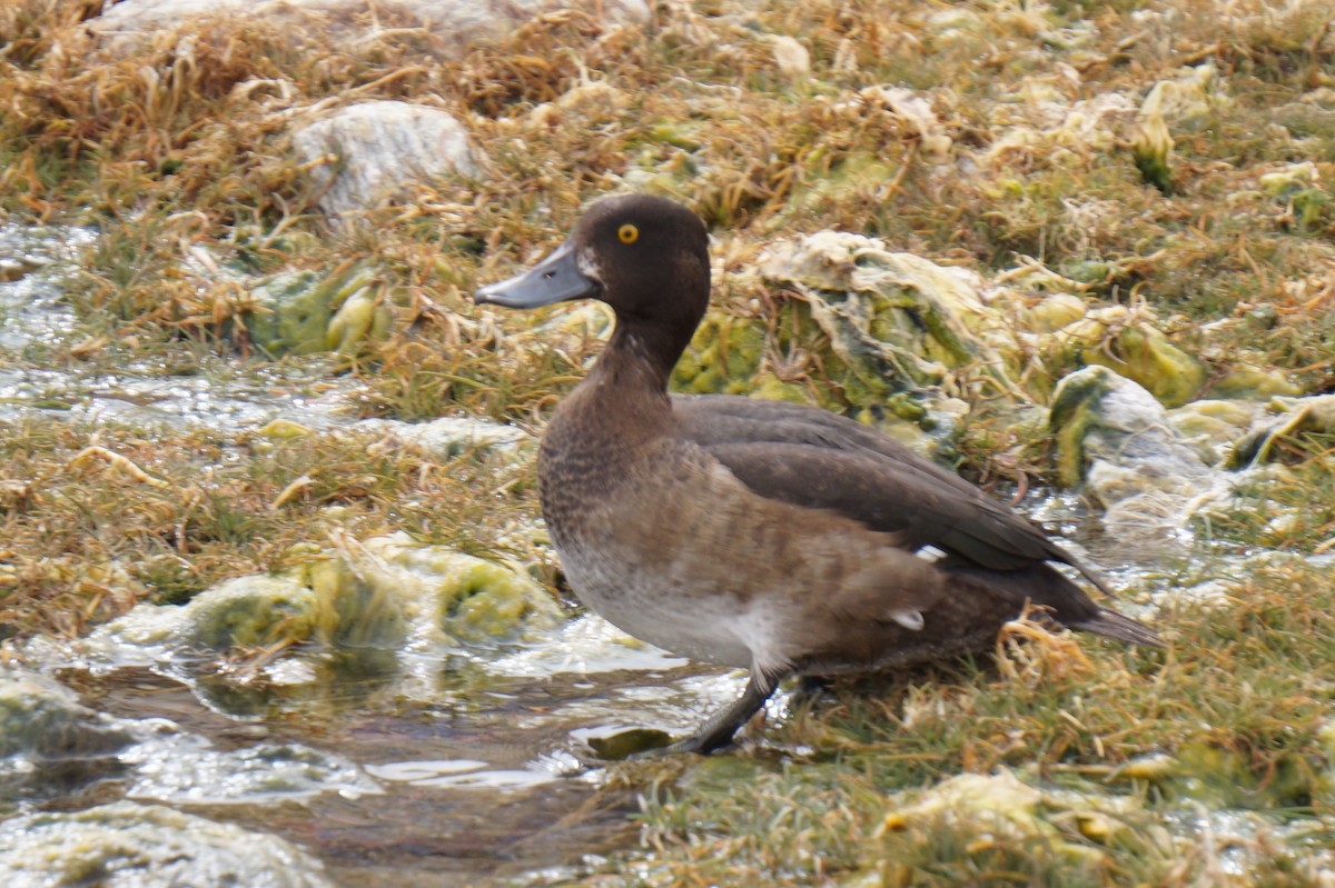 Greater Scaup - ML590233241