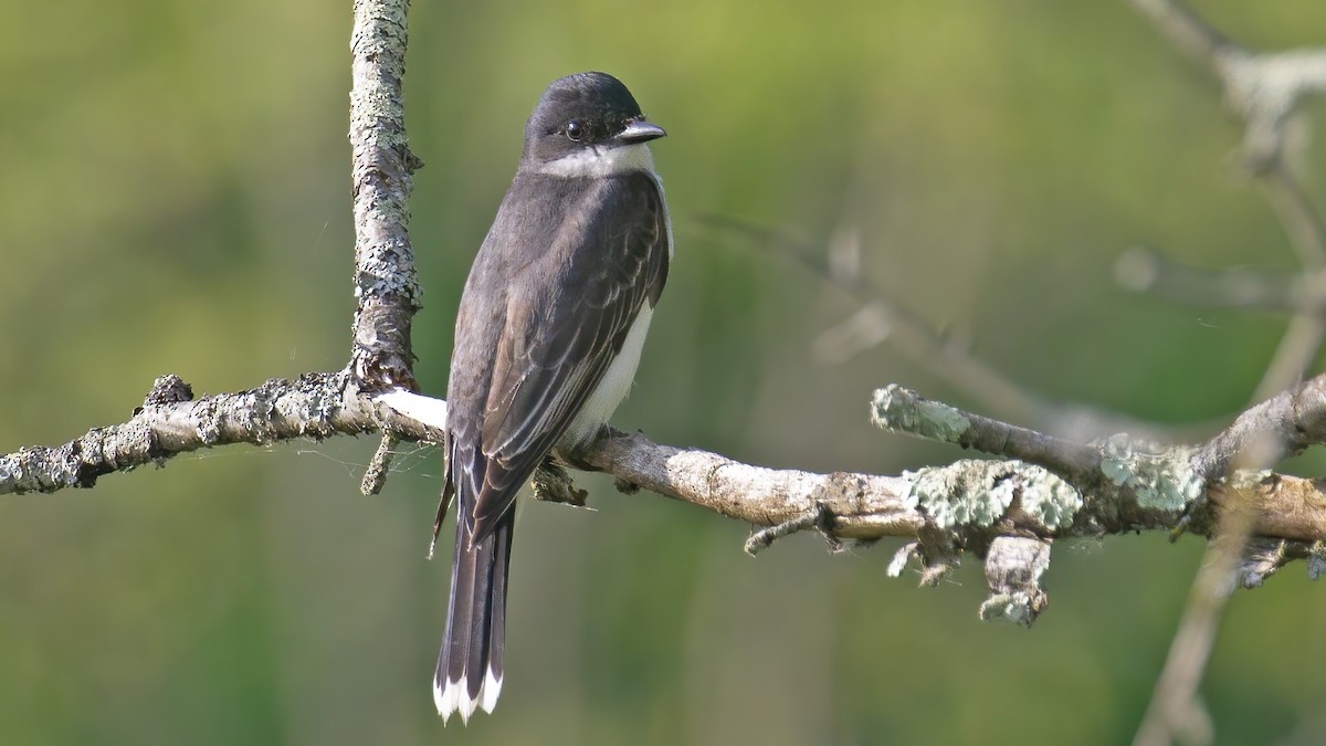 Eastern Kingbird - ML590233401