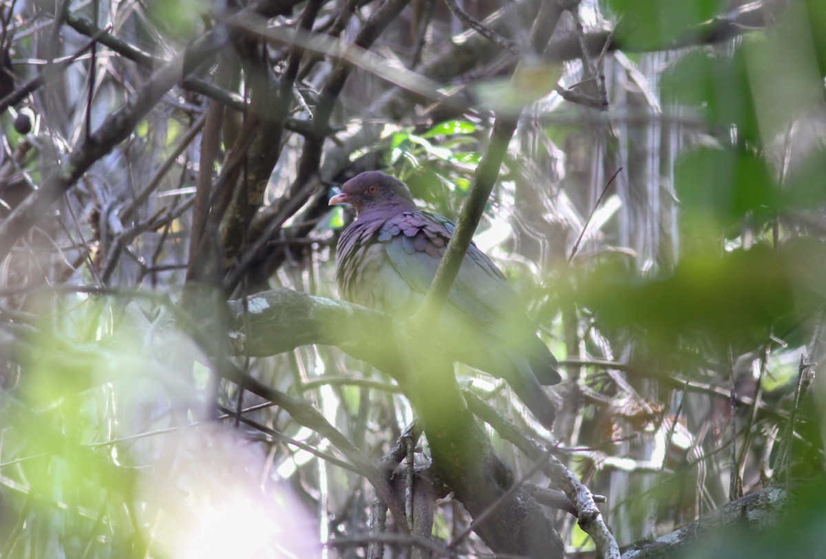 Red-billed Pigeon - ML590233621