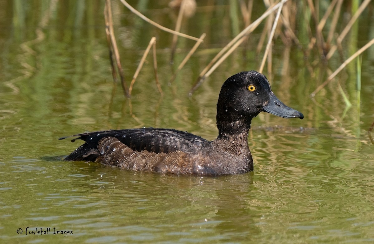 Tufted Duck - ML590233971