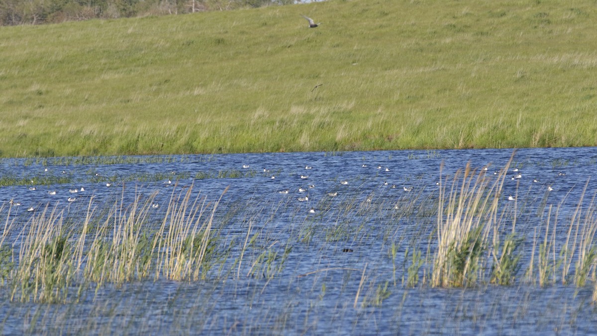 Franklin's Gull - ML59023441