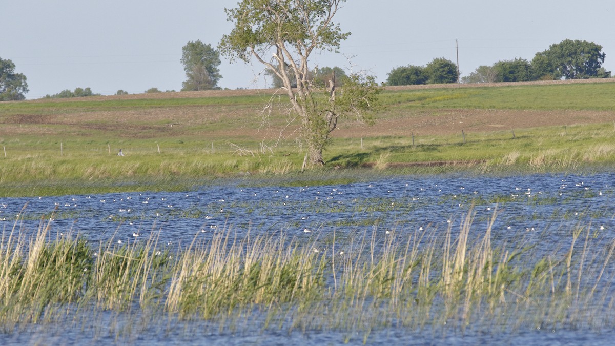 Gaviota Pipizcan - ML59023451