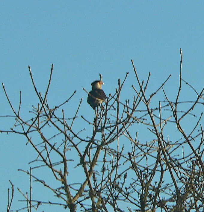 Caracara huppé - ML590234531