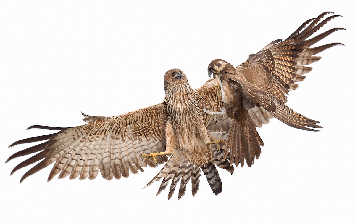 Spotted Harrier - Martin Anderson