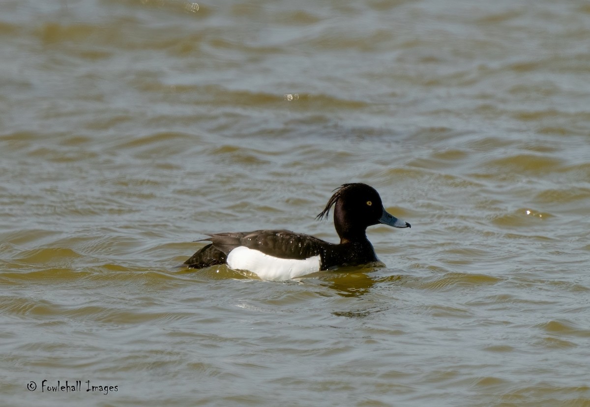 Tufted Duck - ML590235161