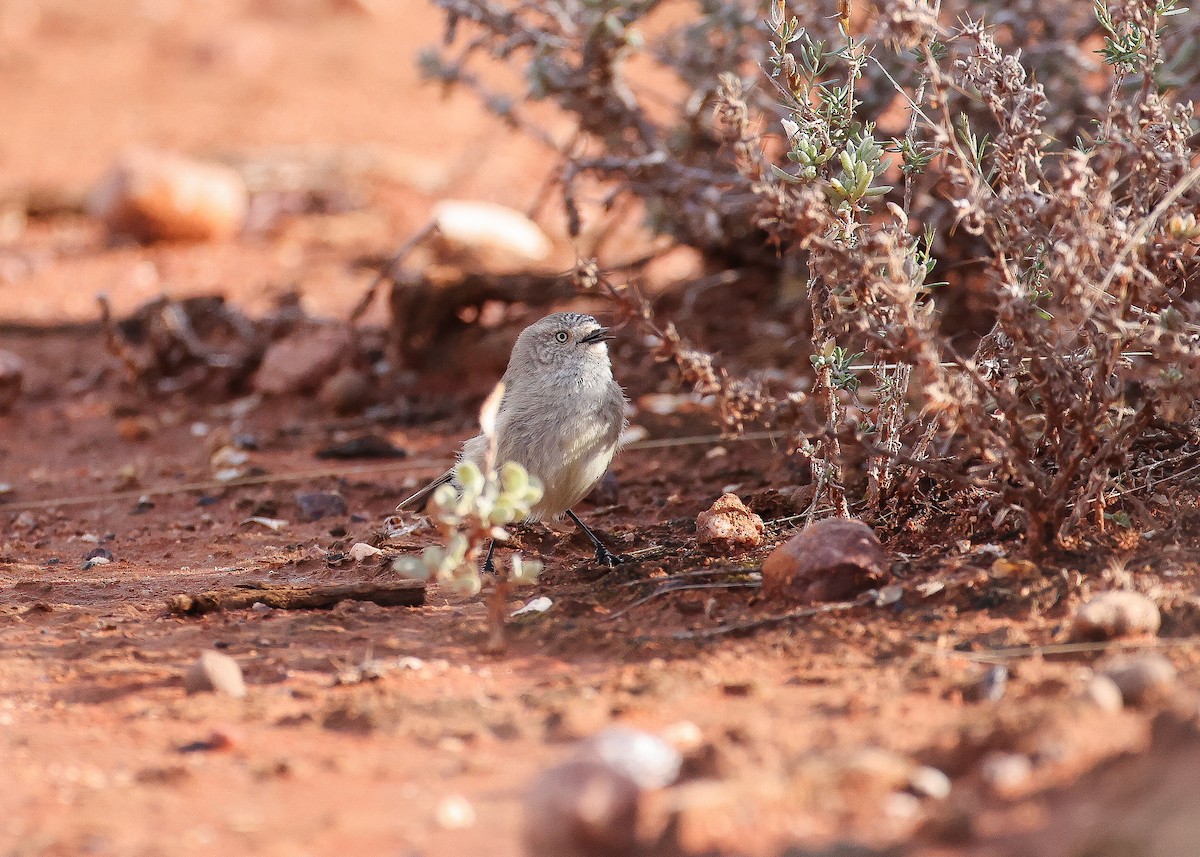 Slender-billed Thornbill - Martin Allen